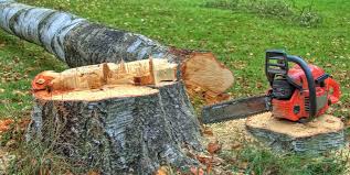 Professional Tree Care in Liberty, PA