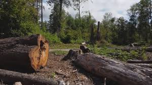 Best Root Management and Removal  in Liberty, PA