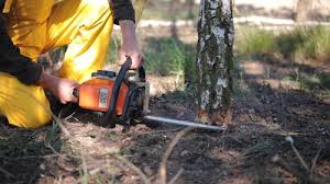 Best Lawn Disease Treatment  in Liberty, PA