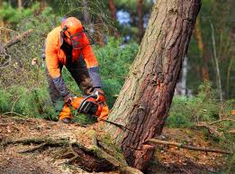 Best Tree Cabling and Bracing  in Liberty, PA