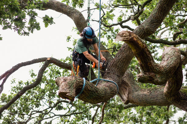 Best Arborist Consultation Services  in Liberty, PA