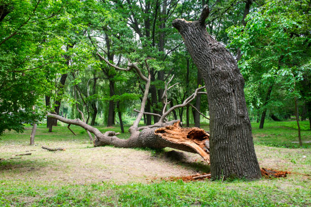 Best Emergency Tree Removal  in Liberty, PA