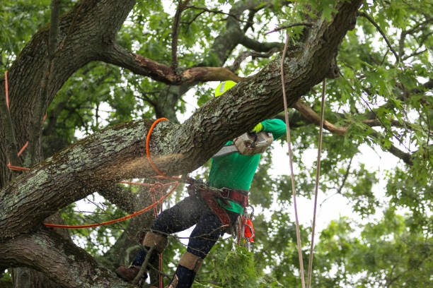 Best Tree Health Inspection  in Liberty, PA
