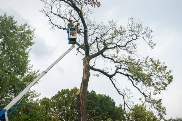 Best Tree Trimming and Pruning  in Liberty, PA