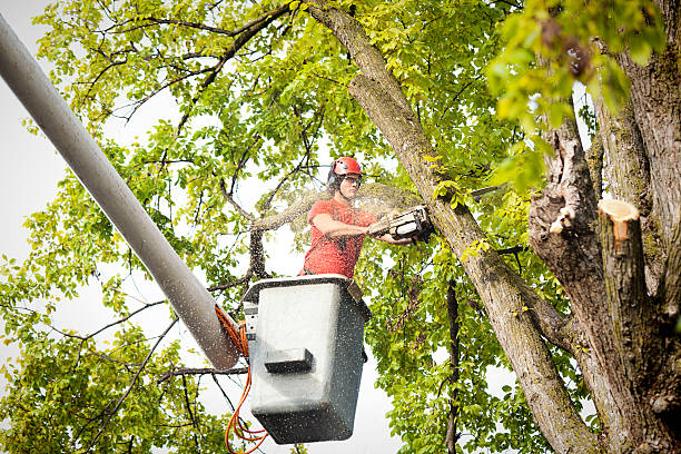 Best Stump Grinding and Removal  in Liberty, PA