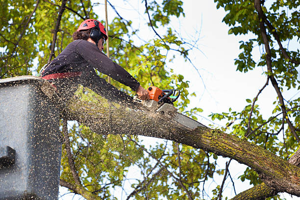 How Our Tree Care Process Works  in  Liberty, PA