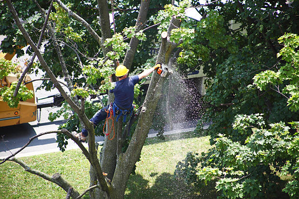 Best Pest Control for Lawns  in Liberty, PA