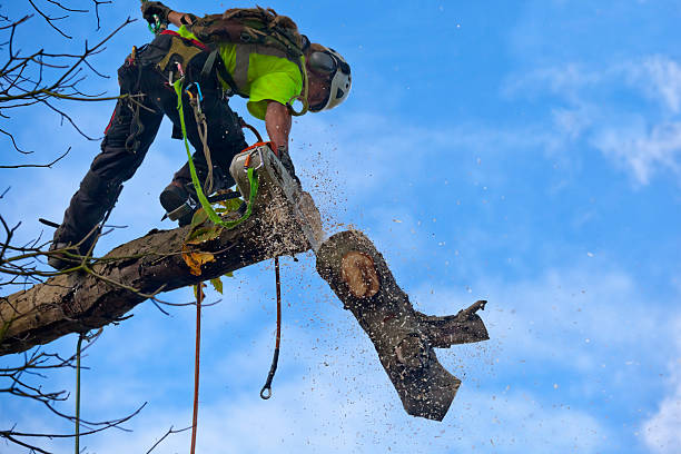 Best Leaf Removal  in Liberty, PA
