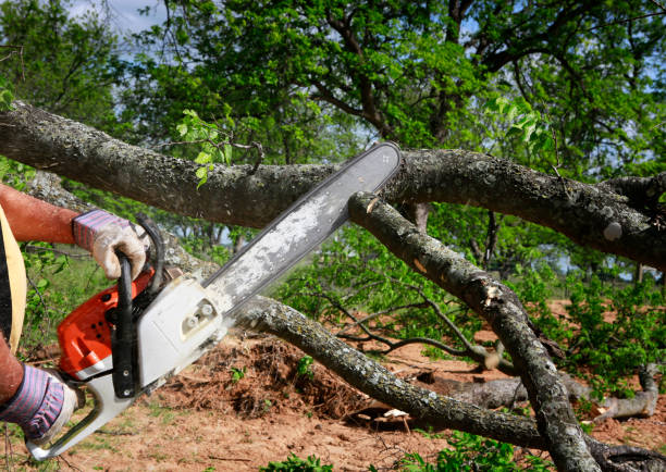 Best Tree Removal  in Liberty, PA