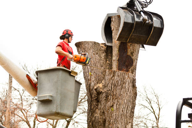 Best Storm Damage Tree Cleanup  in Liberty, PA